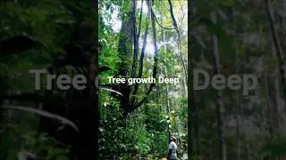 Tree Growth Secrets from the Deep Jungle#trending #ai