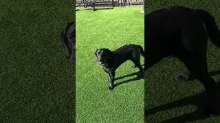 (Part 2 )Hi my human friends I had so much fun with my mommy playing outside with my ball . 