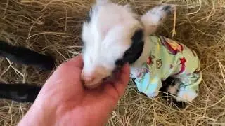 Baby Goat so TINY is SMALLER than our CHICKENS 1st FRIENDS!  1st PAJAMAS!  1st STEPS!