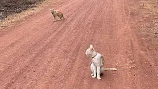 Walking cats on the street met dogs, they stay close to me.