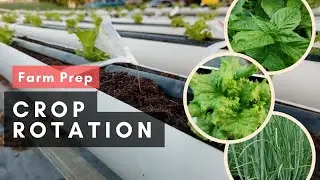 Optimizing Hydroponic Herb and Lettuce Farming: Crop Rotation and Preparation Strategies Revealed!