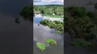 Amazon rainforest  #shorts #viral#amazonriver