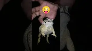 teplonghengfunny​#funny​​ frogs#animal​​ frog survival#catch​​#animals #funny #frog #animals #animal