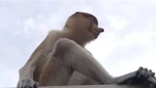 Proboscis Monkey Sanctuary