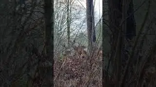 spotted pretty wild deer #wild #deer #nature #pretty #shortsvideo #shorts #amazing #Scotland #UK