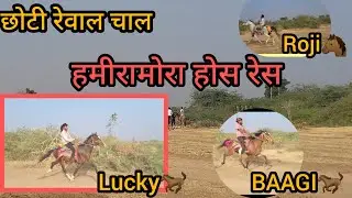 हॉर्स रेस हमीरामोरा छोटी रेवाल रेस  HORSE RES HAMIRAMORA CHOTI REWAL RES