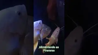 ALIMENTANDO AS PIRARARAS #aquarismo #pirarara
