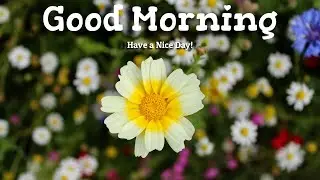 New Good Morning Flowers Images // Good Morning