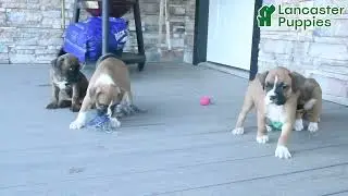 Charming Boxer Puppies