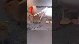Capybara vs. Pelican: The Ultimate Chill Challenge