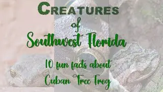 Cuban Tree Frogs are taking over Southwest Florida, but how much do you really know about them?