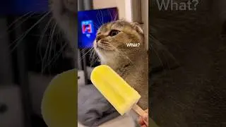 Cats eat ice cream??? #shorts