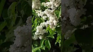 Details of White🍦Syringa Flowers Nature 4K #explore #travel #landscape #nature #colors #art #europe
