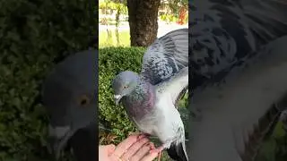 Pigeon sounds ❤️ ( Pigeon Bird )