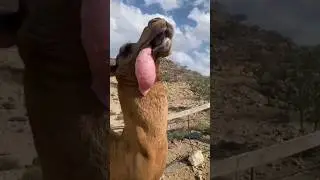Camel Dulla #shorts #ytshorts #trending #youtubeshorts #cameldulla #viral