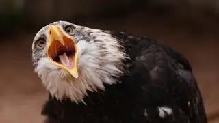 Kap biologije  - Ptice