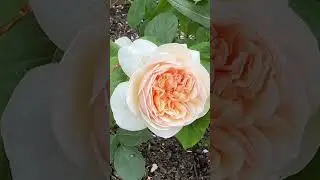 ஷேக்ஸ்பியர்'ஸ் ரொமான்டிக் 'Sweet Juliet'  #garden  #rose #shortvideo #shorts #youtubeshorts