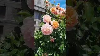 My #Beautiful #rosegarden #blooming P23 #davidaustinroses  #sweetjuliet #shorts