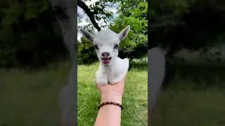 The little goat on the palm #goat #goatsfaming #cuteanimal #cutefarmanimal #babygoatlove #cutegoat