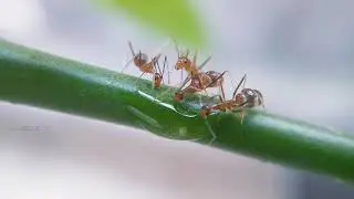 #Macrovideo #Ant drinking water😉