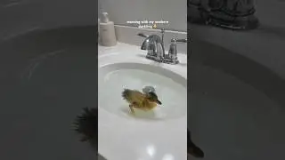 morning with my newborn duckling 🐣#duck #duckling #cute #asmrsounds #shorts