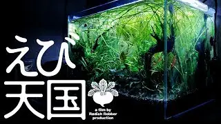 ベタが死んだらエビ天国（ｱｸｱﾘｳﾑ, ﾐﾅﾐﾇﾏｴﾋﾞ, 抱卵の舞）