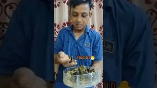 5 Days Old Quail Chicks 🐣 | কোয়েল পাখির আজ ৫ দিনের আপডেট!#QuailChicks #QuailUpdate #5DaysOld #Bird