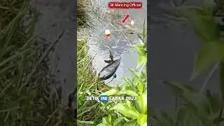 &ldquo;Toman Babon Depan Mata Tapi Malas Makan! 😱 Umpan Lele Gagal Total!&rdquo;#video#mancing#hiburan#viral