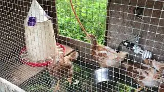 raising little chicks into FREE range chickens