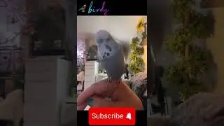 Why is My Budgie Flapping Its Wings? #birds