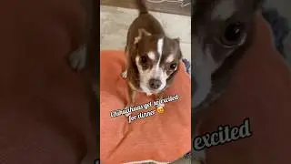 Chihuahuas so excited at dinner time ❤️🐶#dog #dogs #shortsvideo #pets #shorts