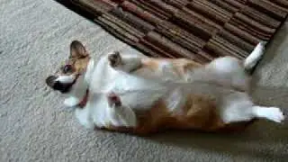 FUNNY CORGI DOG BEGS FOR ATTENTION