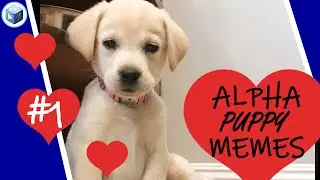 S&uuml;&szlig;e Hunde MEMES 😍 | Alpha Doggy Memes | #1 📢