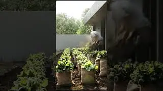 This Abandoned Garden Came Back to Life 🌱 | Jard&iacute;n Abandonado Restaurado #shorts #garden