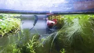 A Moment Betta | Gopro 9 Macro Lens Test Footage