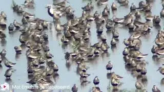 Roodkeelstrandloper (Calidris ruficollis), Balgzand, 6-8-2024, video 2