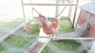 Life on the West Coast - Introducing my chickens
