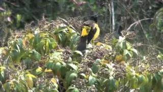 Yellow-rumped Marshbird