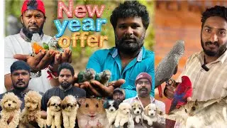 Chennai pets market End Video of 2025 | New Year Offer 