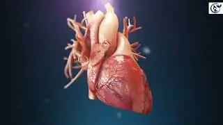 heart hunter | Kheart hunter hair oil |heart hurts dax |heart hunter queen | માનવ હૃદય | મનુષ્ય હૃદય