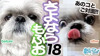 【お知らせあり】さよならもふお18【まさかの再会】