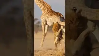 🦁🦒Giraffe's delightful embodiment of justice Unveiling nature's fair balance