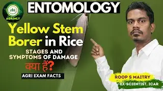 Stages and Symptoms of Damage Yellow Stem Borer in Rice // Entomology