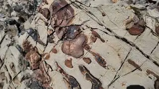 chert nodules in lower devonian possibly silurian limestone strata Las Vegas geology hiking.