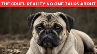 How Humans Ruined Dogs: The Shocking Truth Behind Purebred Breeding