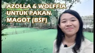 AZOLLA UNTUK PAKAN MAGGOT BSF | WOLFFIA UNTUK MEDIA PENETASAN MAGGOT