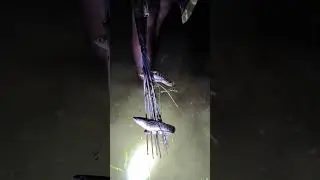 Night fishing with Tata #fishing #villagefishing #nightfishing #shorts