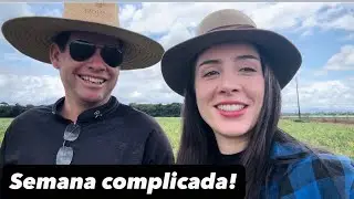 Chuva durante a colheita da soja