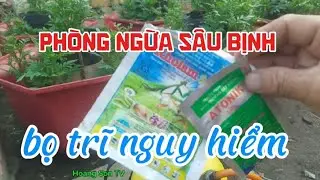 Phòng ngừa sâu bịnh bọ trĩ nguy hiểm nhất đạt hiệu quả.