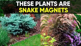 Avoid These 7 Plants If You Don’t Want Snakes Near Your Home